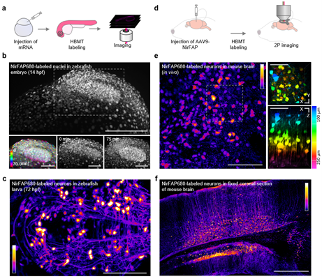 上海交大生物医学工程学院朱麟勇团队与合作者报道近红外荧光激活蛋白研究的突破性进展