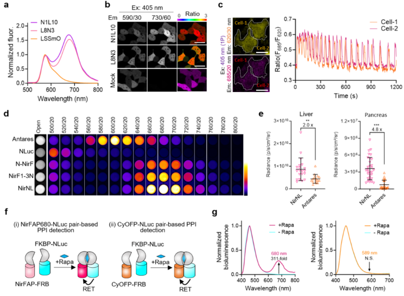 上海交大生物医学工程学院朱麟勇团队与合作者报道近红外荧光激活蛋白研究的突破性进展