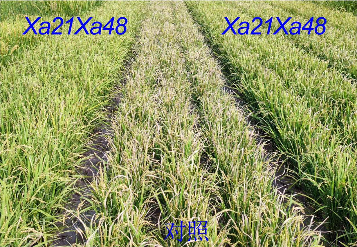 上海交大陈功友团队合作破解水稻免疫驯化选择抗病与产量平衡的新机制