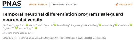 北京大学生命科学学院宋艳课题组与合作者发现“定制化”神经元分化程序确保发育脑精确建成
