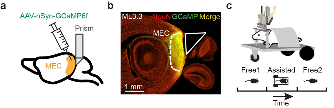 北京大学生命科学学院苗成林研究组揭示行为约束驱动内嗅皮层头向表征重构