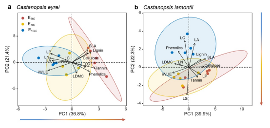 研究发现亚热带常绿阔叶林优势树种防御策略的种间差异性