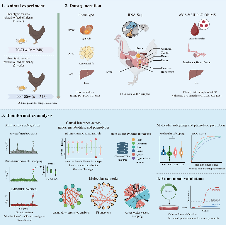 中国农业大学动科学院孙从佼团队揭示延长产蛋期蛋鸡饲料利用率的肝脏中心调控网络及其与脂肪沉积的分子联系