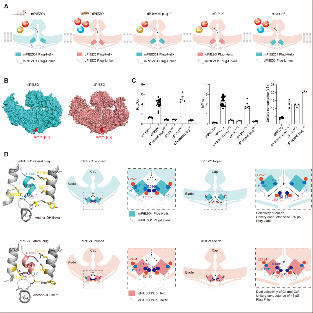 清华大学药学院肖百龙团队与生命学院李雪明团队合作揭示机械力受体Piezo的结构保守性与离子通道功能的物种进化规律