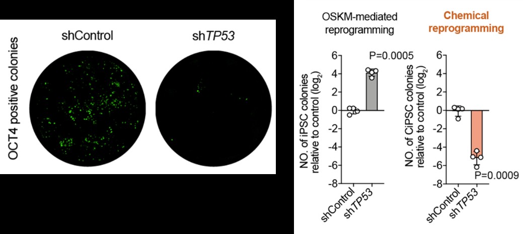 北京大学生命科学学院邓宏魁团队发现化学重编程中p53的关键保护作用，为安全可控制备人多能干细胞提供新路径