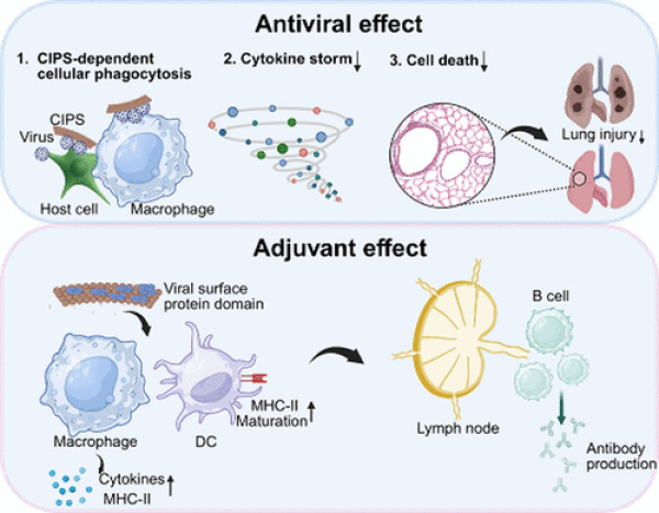 科学家研发兼具病毒捕获与疫苗佐剂双重功能的纳米材料