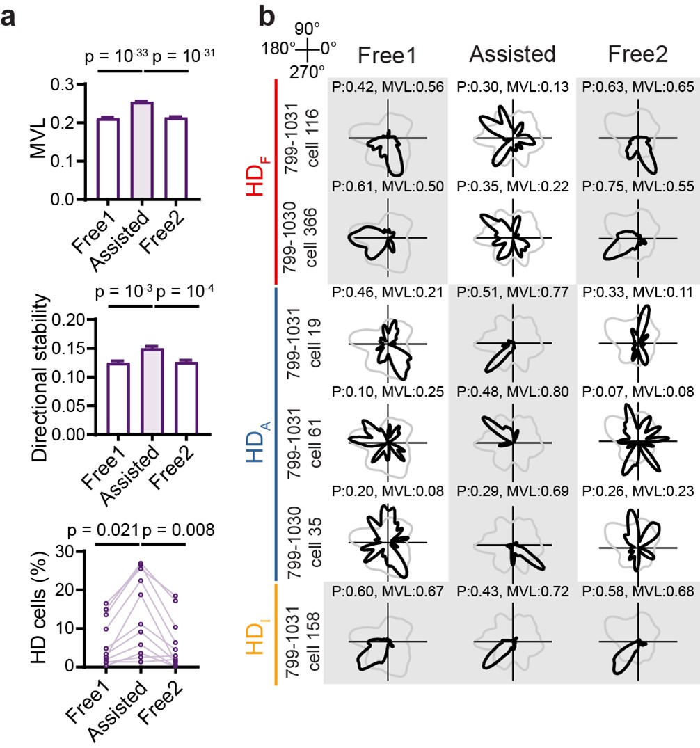北京大学生命科学学院苗成林研究组揭示行为约束驱动内嗅皮层头向表征重构