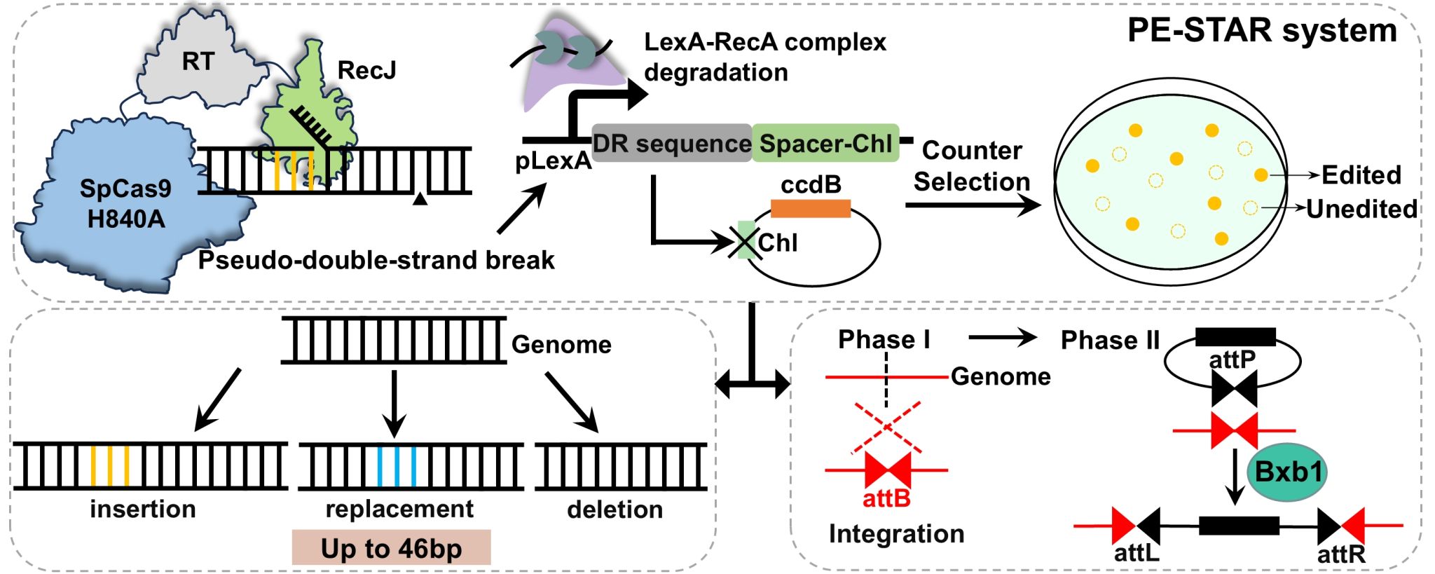 大连理工大学生物工程学院科研团队在高效基因编辑技术研究领域取得突破性进展