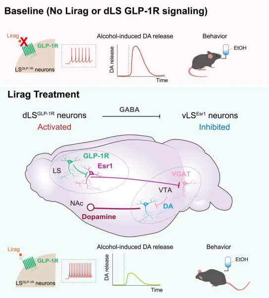 减肥降糖药抑制饮酒行为研究获进展