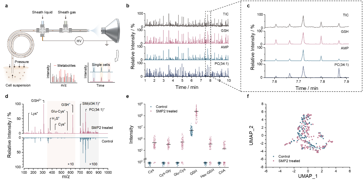 北京大学化学与分子工程学院白玉课题组发展基于活细胞化学标记的单细胞亚代谢组揭示细胞铁死亡异质性