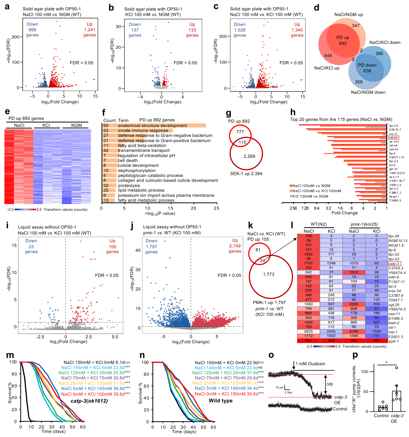 上海交大农生学院吴紫云团队发现钾缺乏影响寿命的新机制
