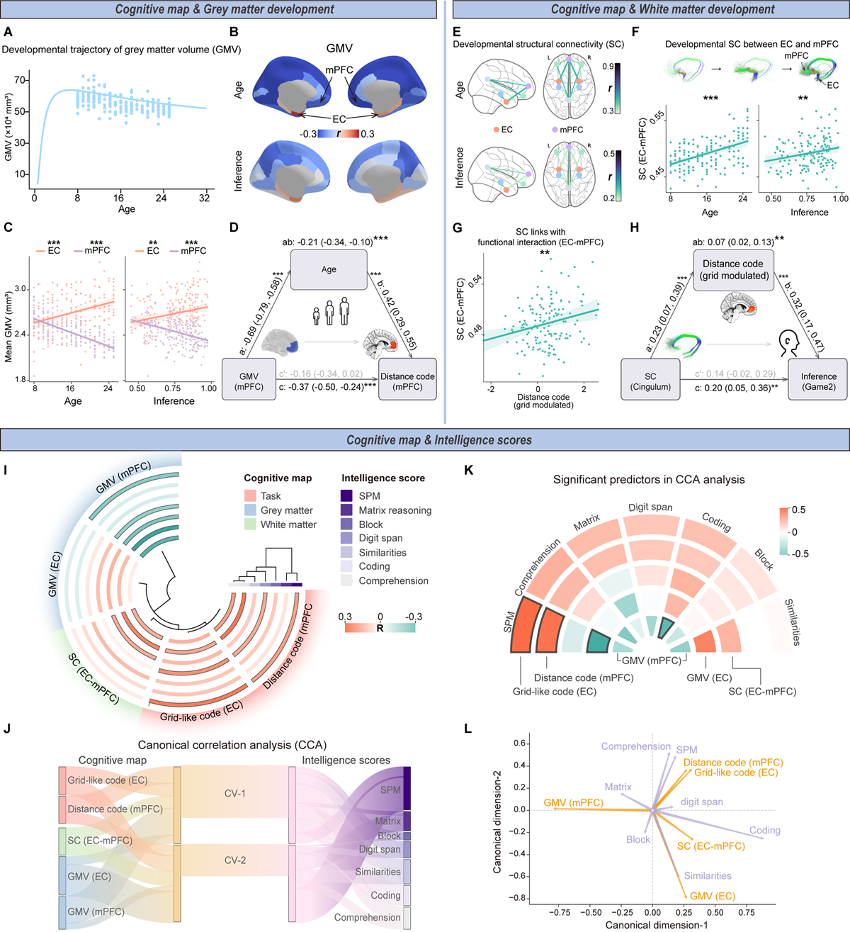 北京师范大学柳昀哲课题组在《细胞》发文：揭示内嗅皮层—类网格编码发育支撑抽象推理能力跃迁的神经机制