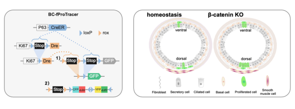 研究发现气管上皮细胞增殖与分化的区域异质性