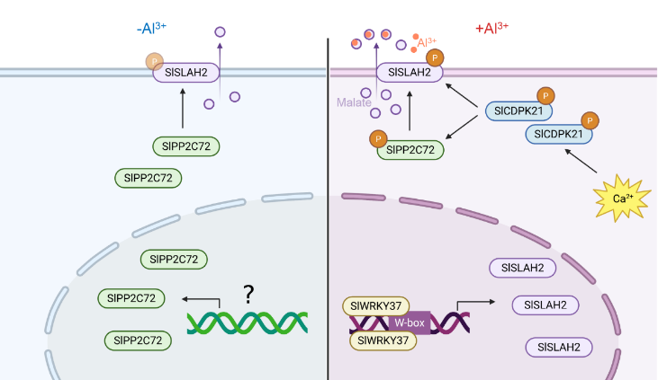中国农业大学园艺学院郭仰东、张娜团队揭示番茄耐受酸铝土壤新机制