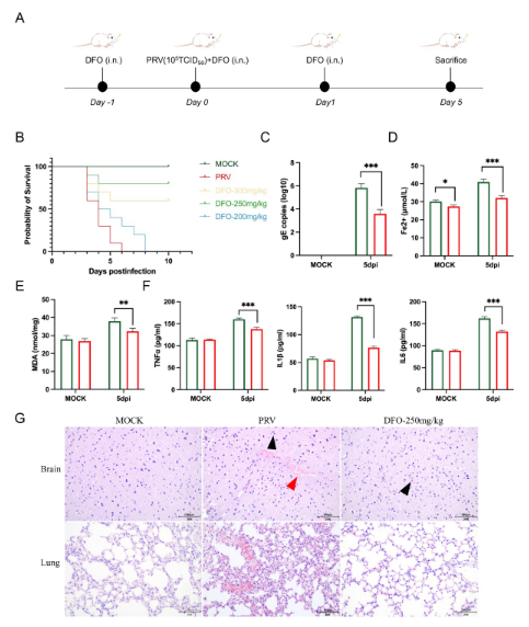 中国农业大学｜动物医学院杨汉春团队揭示伪狂犬病病毒致脑损伤新机制