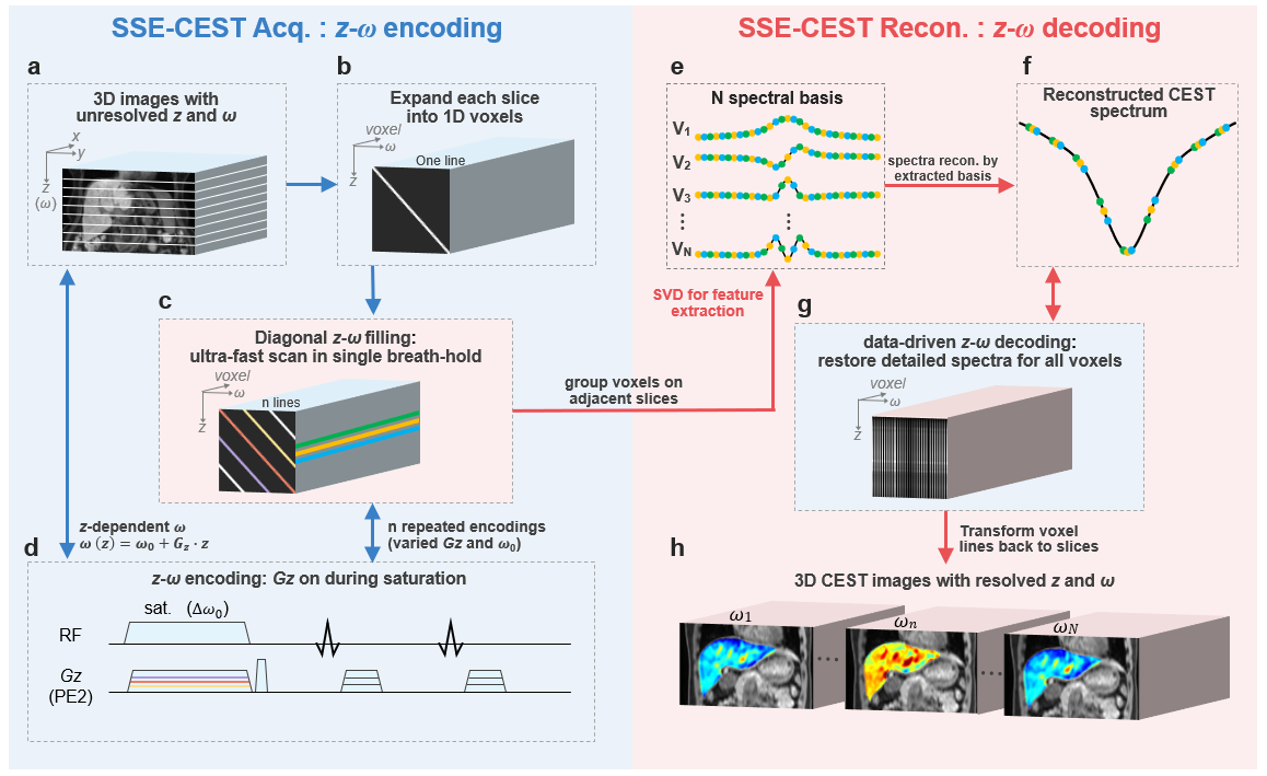 清华大学生医工程学院宋小磊团队合作研发单次屏气腹部3D高清代谢核磁共振成像