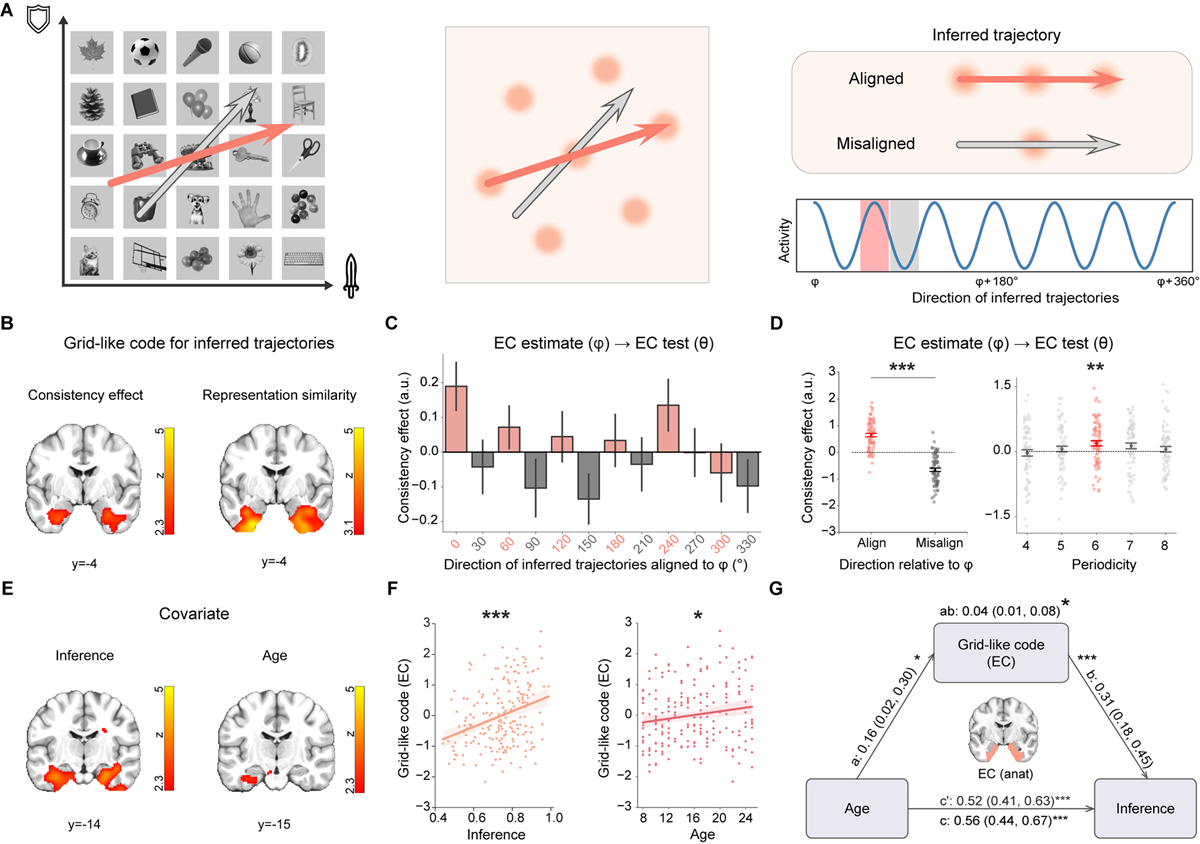 北京师范大学柳昀哲课题组在《细胞》发文：揭示内嗅皮层—类网格编码发育支撑抽象推理能力跃迁的神经机制