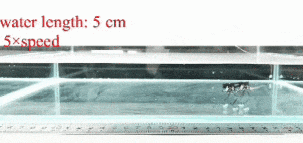 国防科大纸片机器人登上Nature子刊