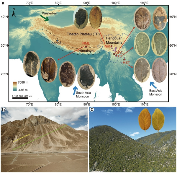 化石证据揭示被子植物古多倍化演化机制