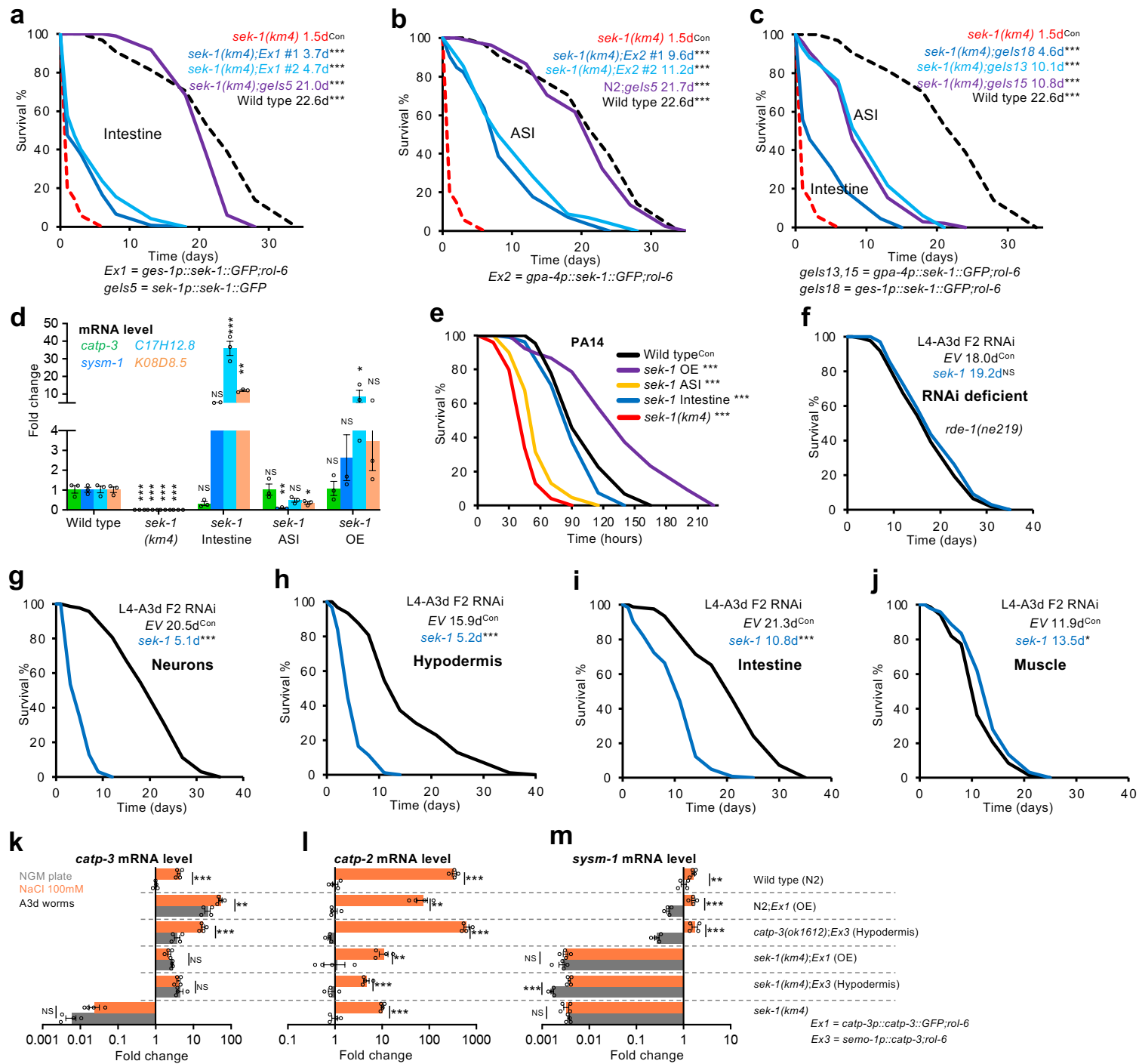上海交大农生学院吴紫云团队发现钾缺乏影响寿命的新机制