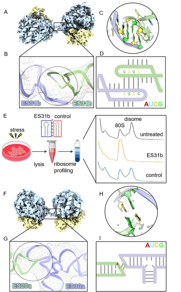 北京大学生命科学学院郭强课题组揭示真核生物核糖体RNA扩展片段介导核糖体二聚休眠的新机制