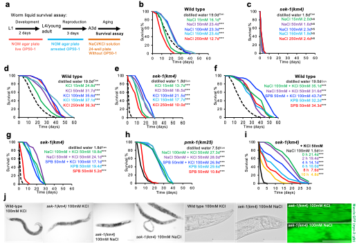 上海交大农生学院吴紫云团队发现钾缺乏影响寿命的新机制