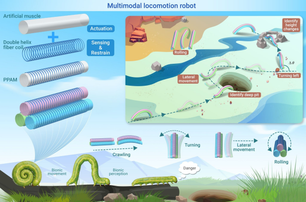 科研人员研制出双螺旋纤维增强的自感知人工肌肉