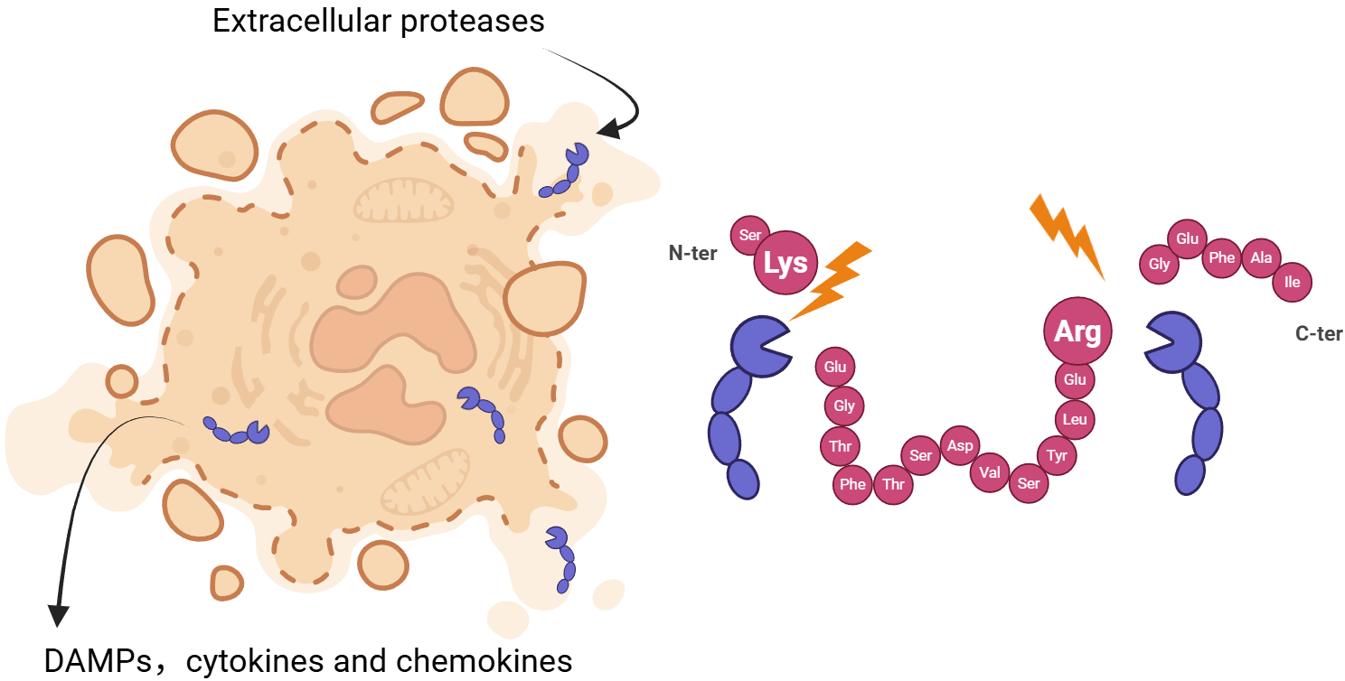 研究揭示坏死细胞终末阶段的蛋白切割机制