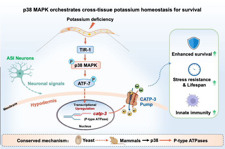 上海交大农生学院吴紫云团队发现钾缺乏影响寿命的新机制