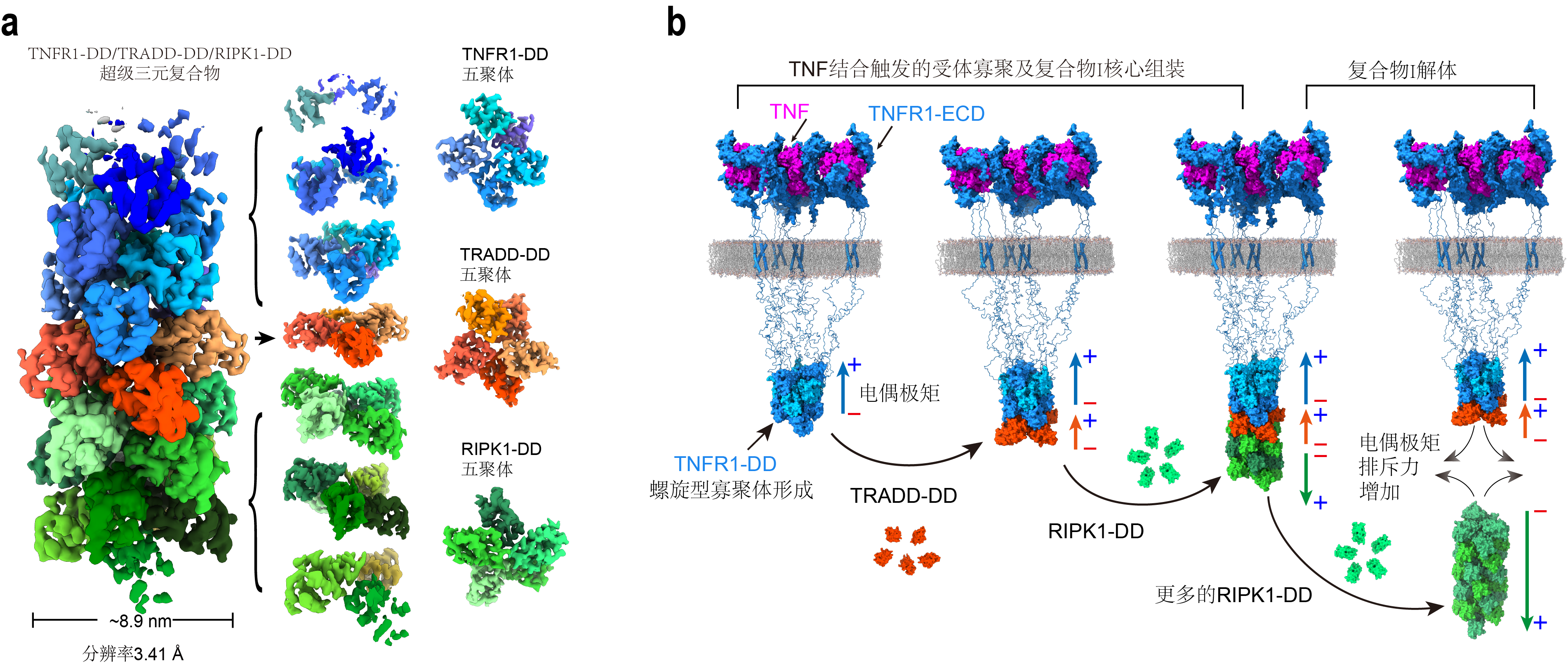 研究揭示电偶极矩驱动TNFR1通路的动态结构基础