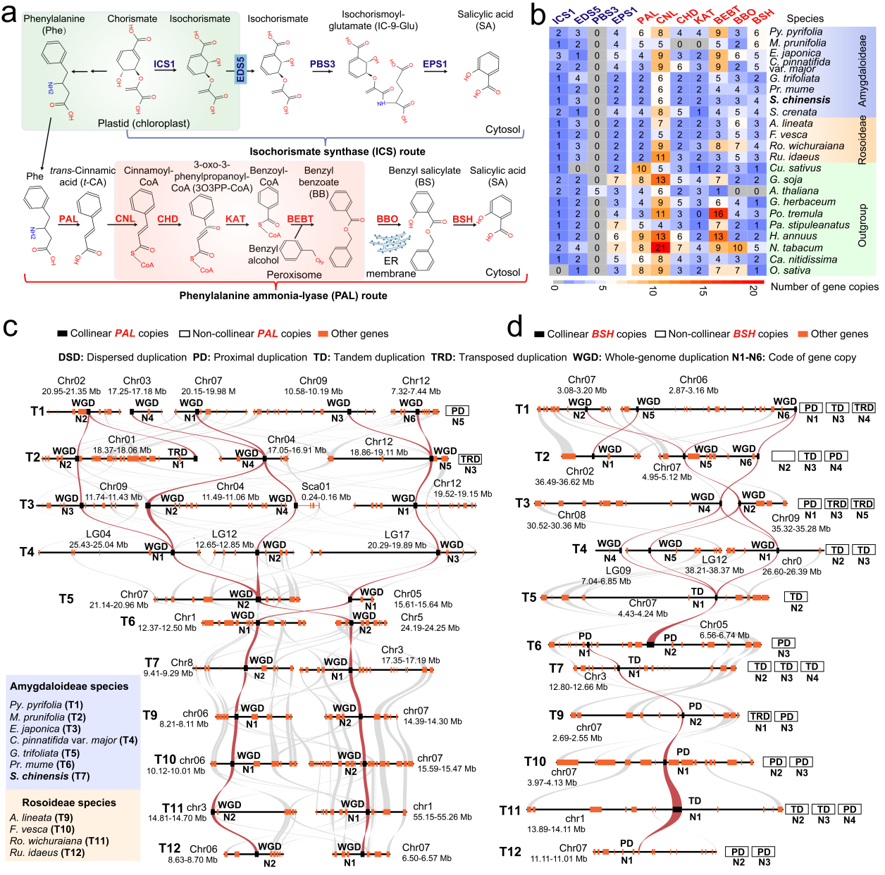 研究揭示蔷薇科水杨酸生物合成通路演化机制
