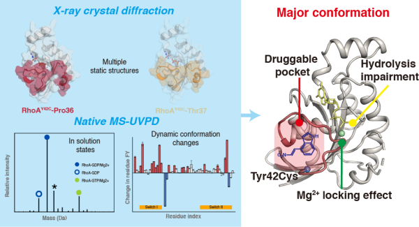 科研人员针对难靶蛋白突变致病构象提出靶向新策略
