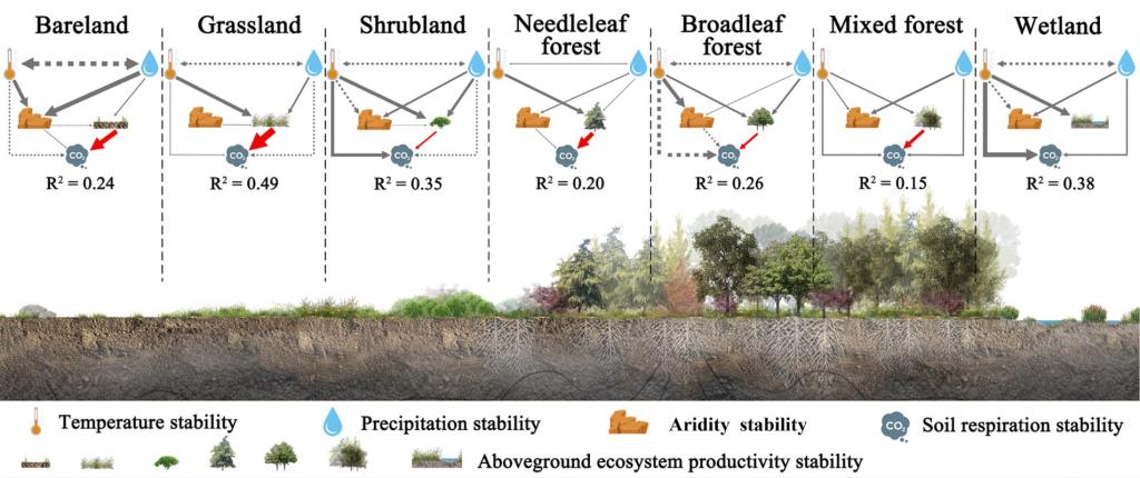西安交大吴一平教授团队 首次在全球尺度揭示地上与地下生态系统稳定性耦合关系