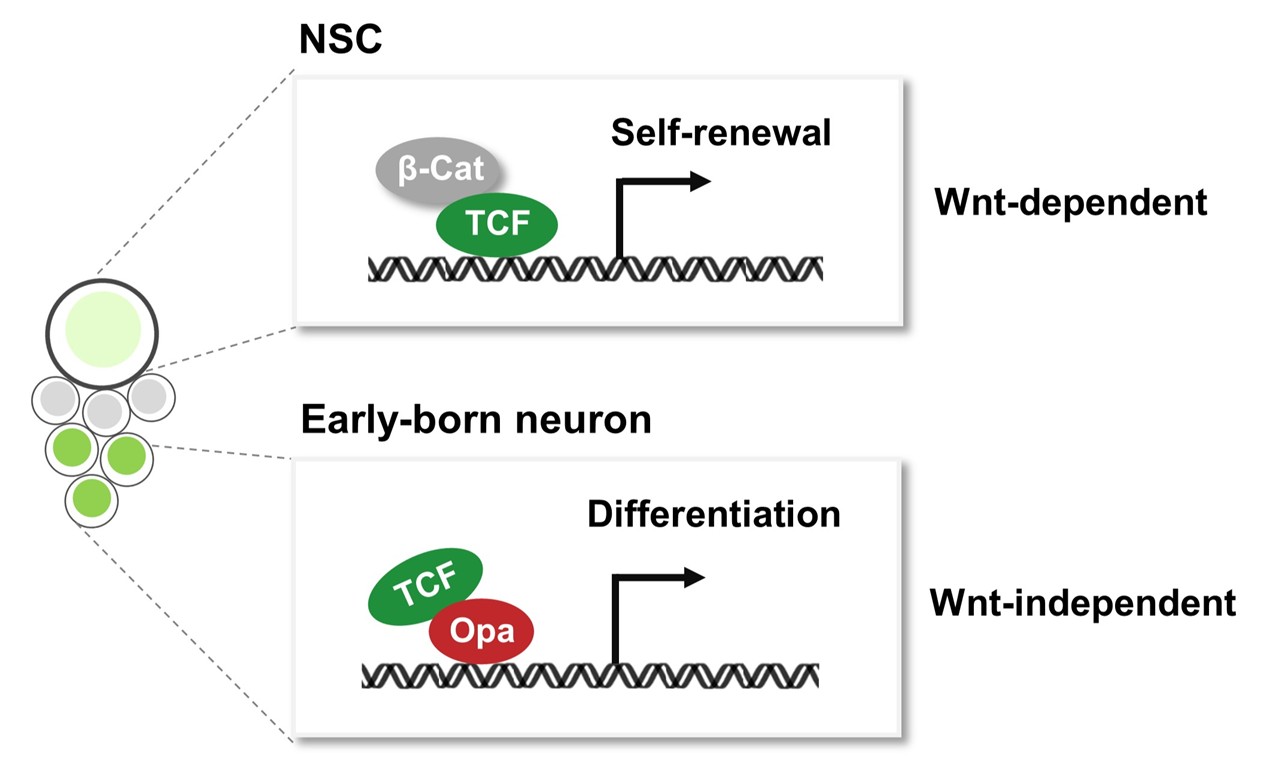 北京大学生命科学学院宋艳课题组与合作者发现“定制化”神经元分化程序确保发育脑精确建成