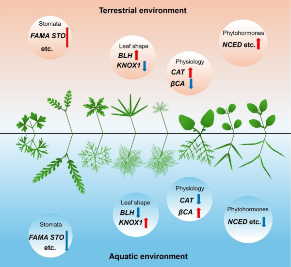 研究提出多种水生植物异形叶发育的趋同调控机制