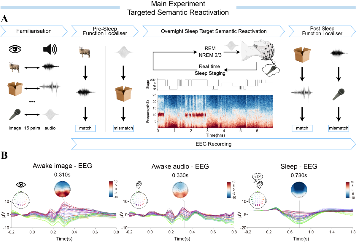 北京师范大学 心理学部教授柳昀哲课题组在《神经元》发文：揭示AI+脑科学新进展