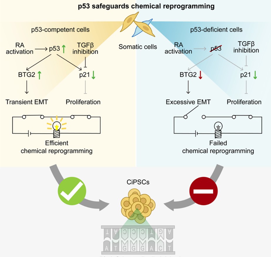 北京大学生命科学学院邓宏魁团队发现化学重编程中p53的关键保护作用，为安全可控制备人多能干细胞提供新路径