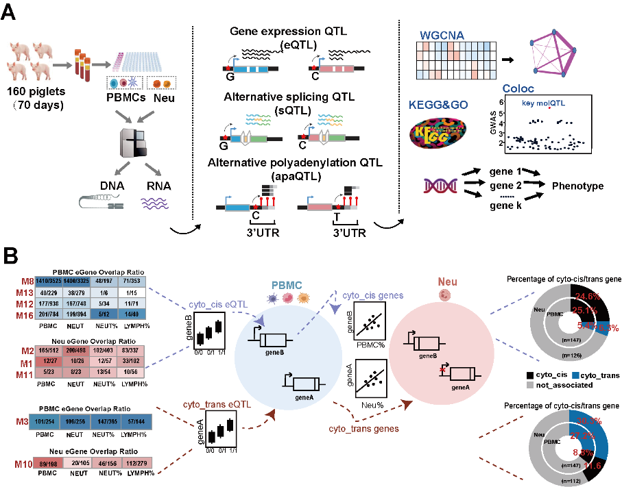 中国农业大学｜动科学院王楚端教授和俞英教授团队在多维度分子QTL图谱揭示猪免疫系统细胞特异性遗传机制研究中取得重要进展