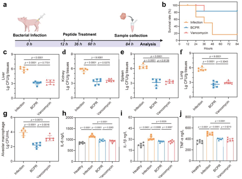 中国农业大学动科学院马曦教授团队在新型饲用免疫调节肽创制以改善断奶仔猪腹泻领域取得重要进展