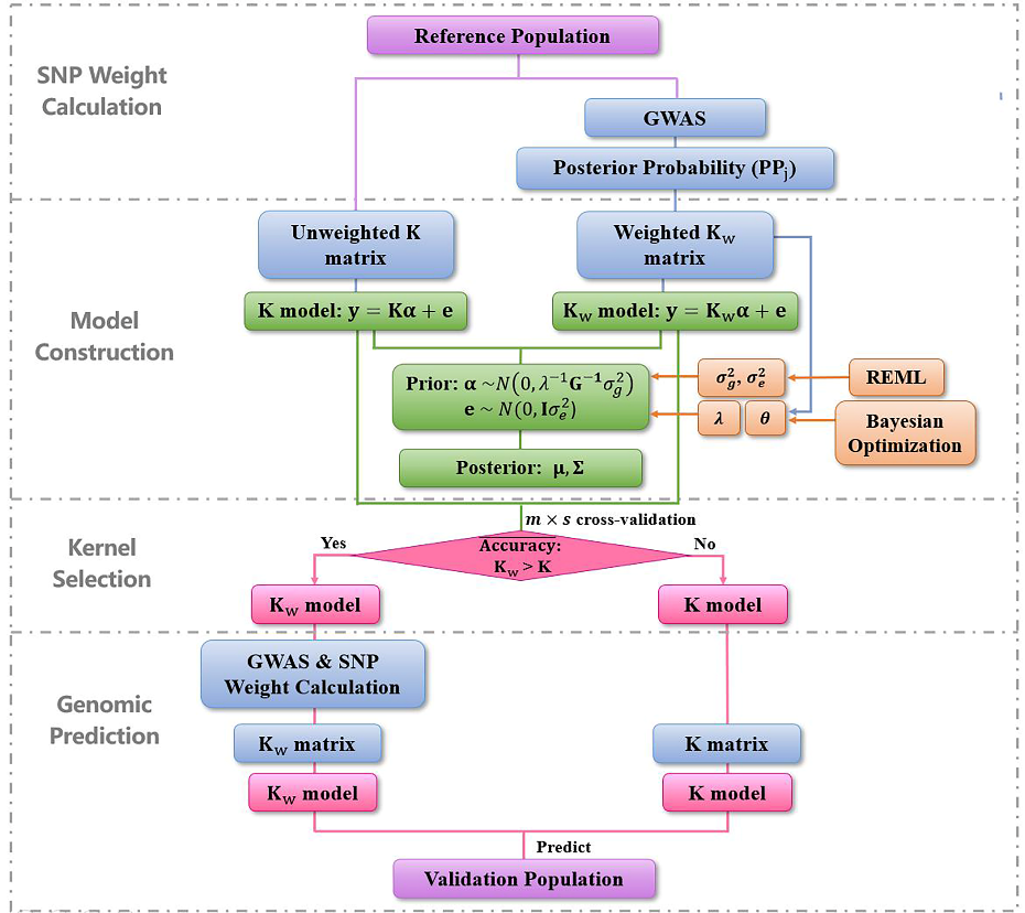 中国农业大学动科学院张毅教授团队提出整合机器学习与贝叶斯推断框架的基因组选择新方法