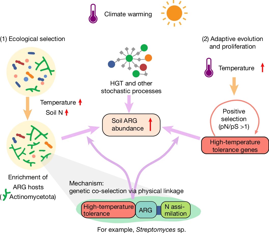 北京大学城市与环境学院吴林蔚团队揭示气候变暖加速草地土壤微生物抗生素耐药性