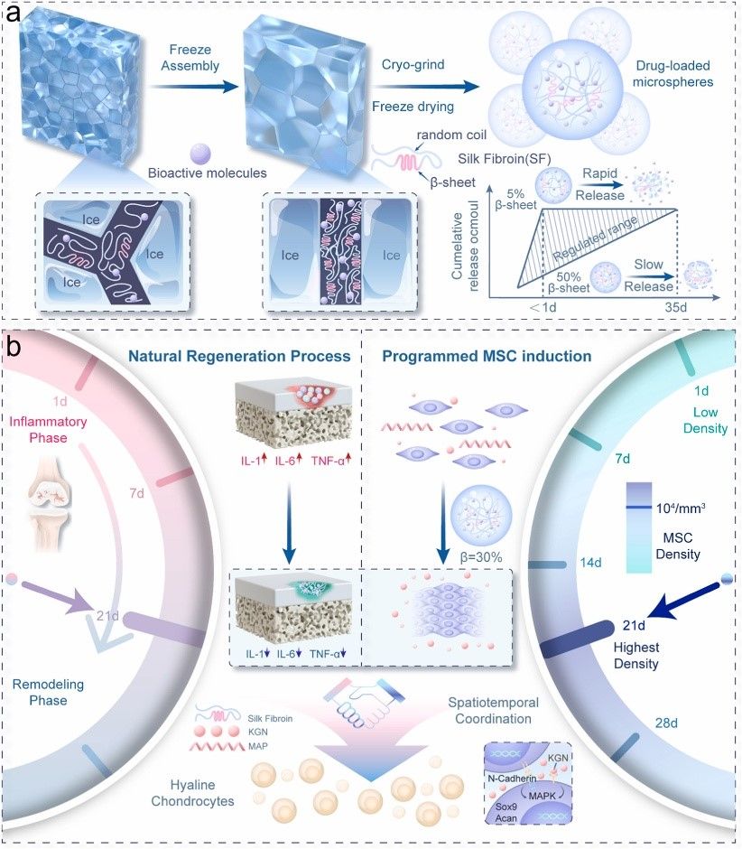 北京大学北京大学第三医院江东团队与合作者在《生物活性材料》发表成果，按需精准释药实现高效软骨再生