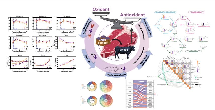 中国农业大学动科学院苏华维教授团队在《食品化学》发表研究成果 系统揭示葡萄酒糟抑制牛肉脂质氧化与稳定风味的代谢调控机制