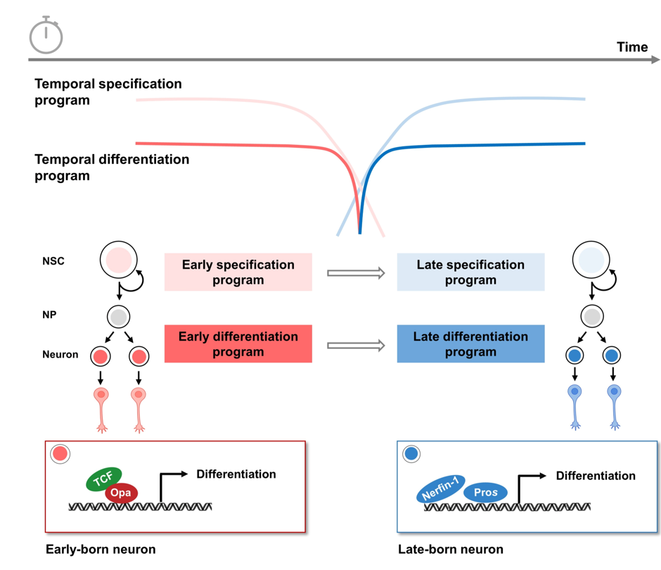 北京大学生命科学学院宋艳课题组与合作者发现“定制化”神经元分化程序确保发育脑精确建成