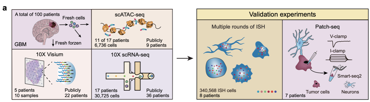 中国科大揭示胶质母细胞瘤恶性细胞群落空间结构及促癌新机制