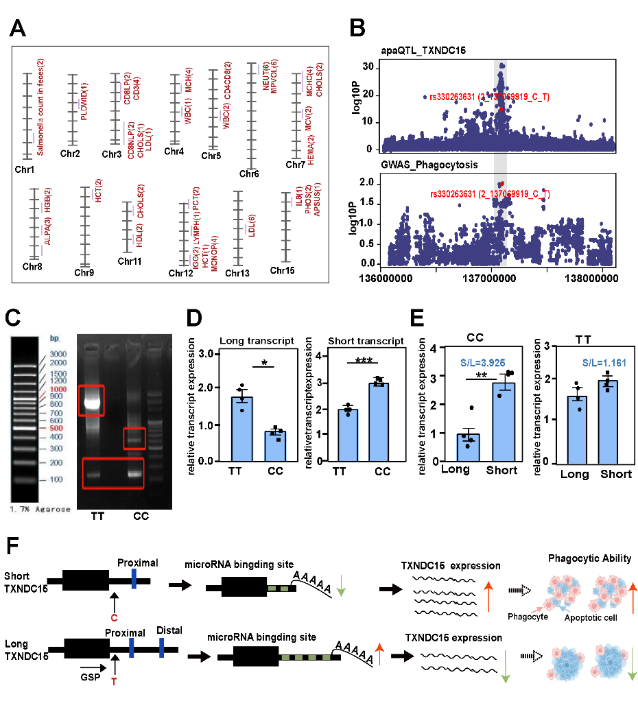 中国农业大学｜动科学院王楚端教授和俞英教授团队在多维度分子QTL图谱揭示猪免疫系统细胞特异性遗传机制研究中取得重要进展