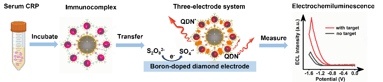 科学家开发C反应蛋白的超灵敏阴极电化学发光免疫新策略