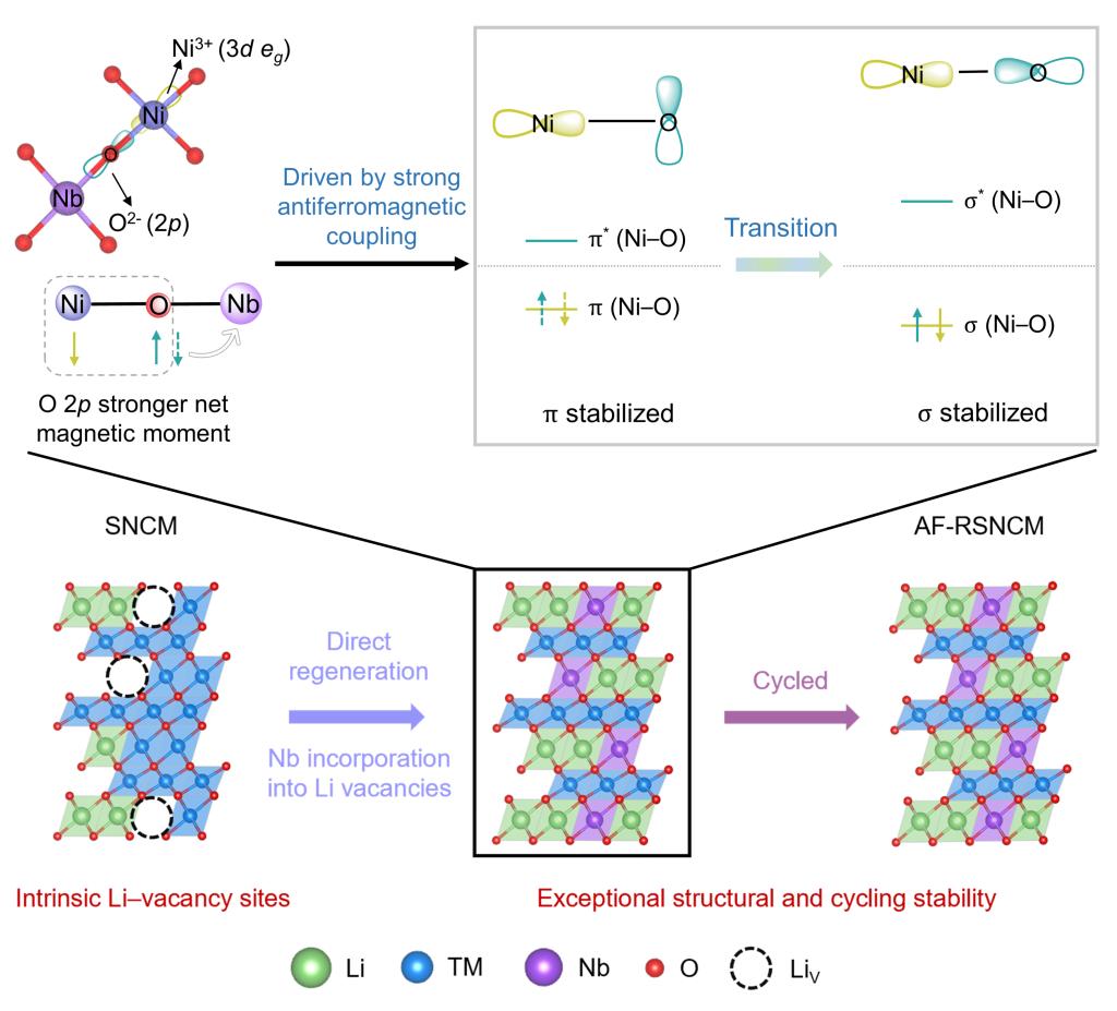 西安交大郗凯团队 在废旧锂离子电池修复再生领域取得重要进展