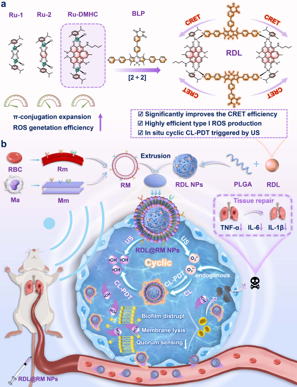 超声触发化学发光介导光动力循环治疗研究取得进展