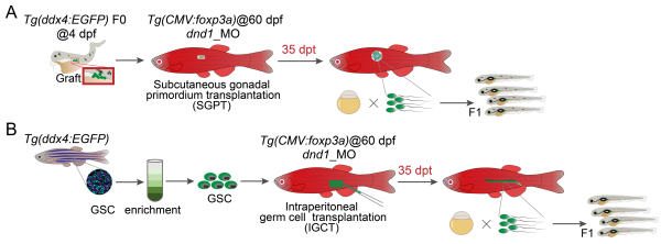 科研团队建立鱼类诱导性Treg技术提升鱼类借腹生殖效率